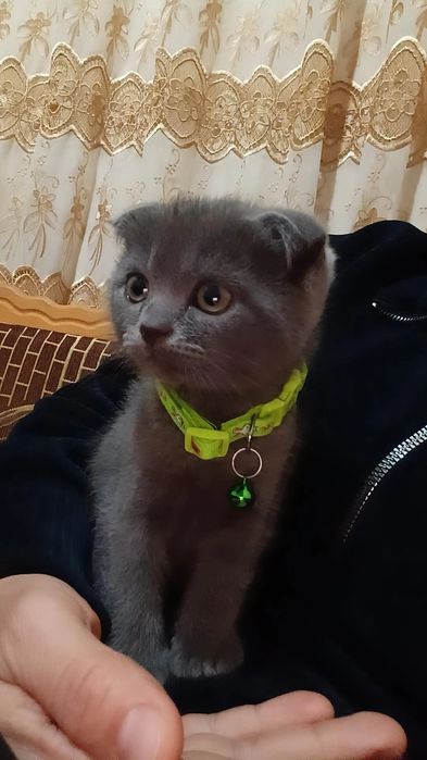 Scottish Fold mushuk