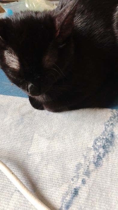 Кошка 6-7 месецев