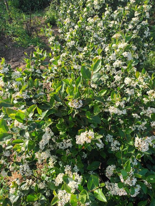 Butasi de aronia, afin canadian, mur, anul 3.