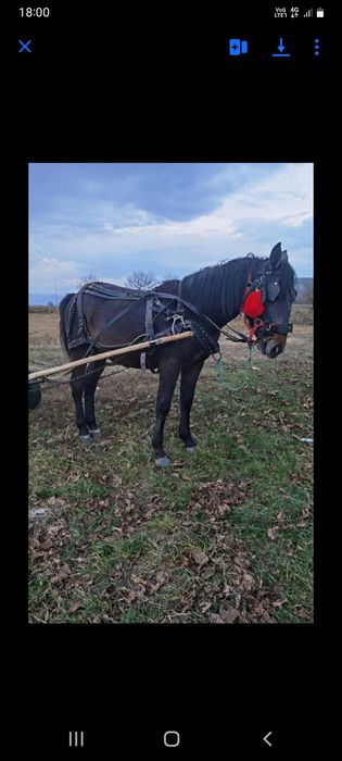 Vând mânz de 2 ani garantat de căruță