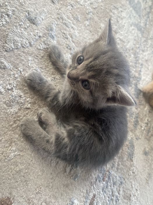 Продам Британских/Шатланских котят