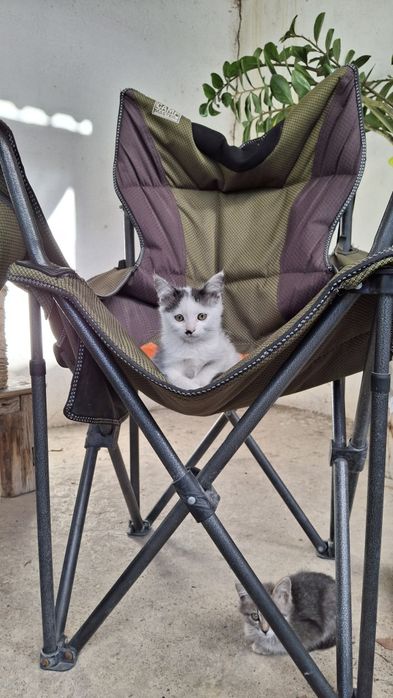 Отдам котят $$$$