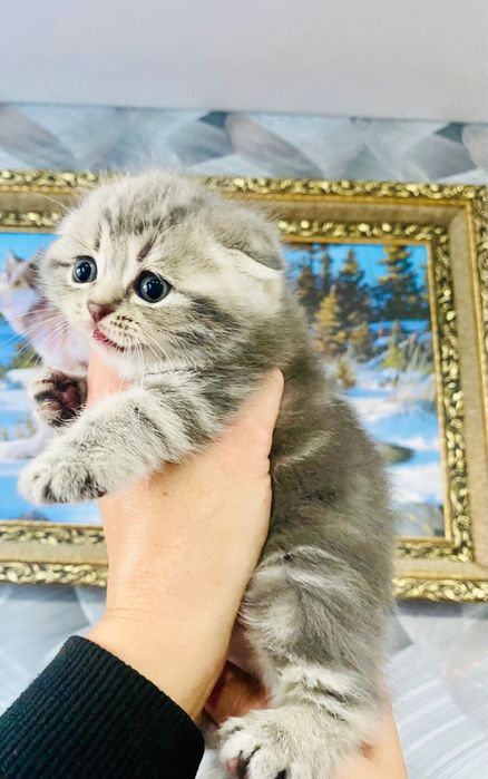 Вислоушки поюшки
