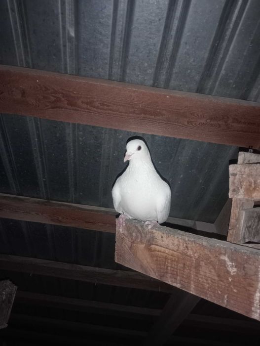 Голуби бакинцы белые