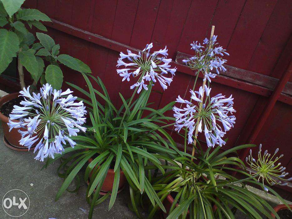 Crin african, Agapanthus (Lily of the Nile)