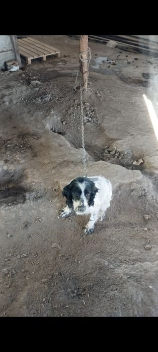 Продам спаниель 2 года рабочая