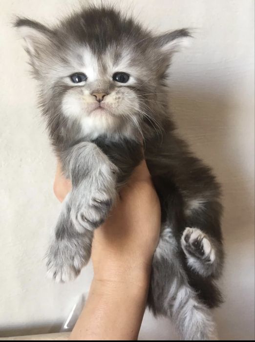 Мейн кун  / Мейн куун  / Maine coon