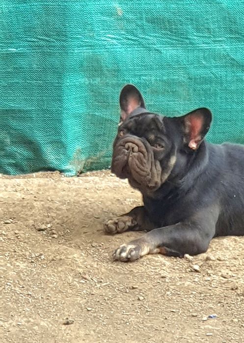 Френски булдог (Big rope) Fluffy carrier