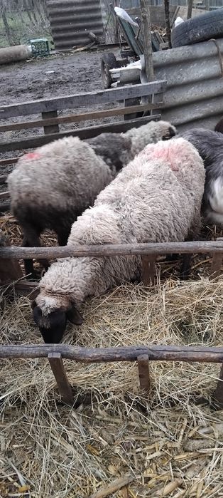 Disponibile capre și oi