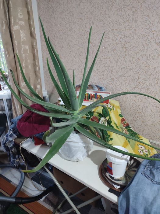 Продам Цветок Алоэ