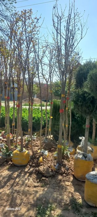 Xarxil turdagi manzarali ko‘chatlar