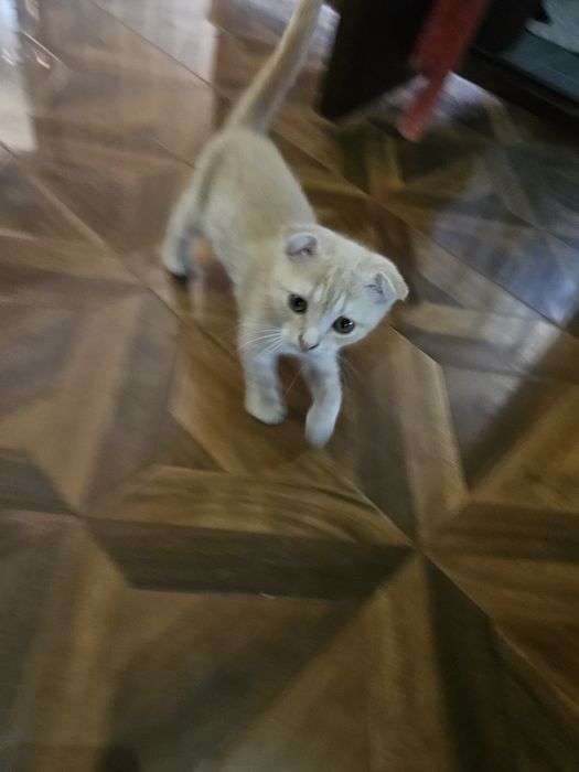 Mushukcha sotiladi, scottish fold kremoviy okras , 2 oylik ug'il bola