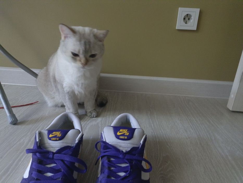 Nike sb dunk 58 purple