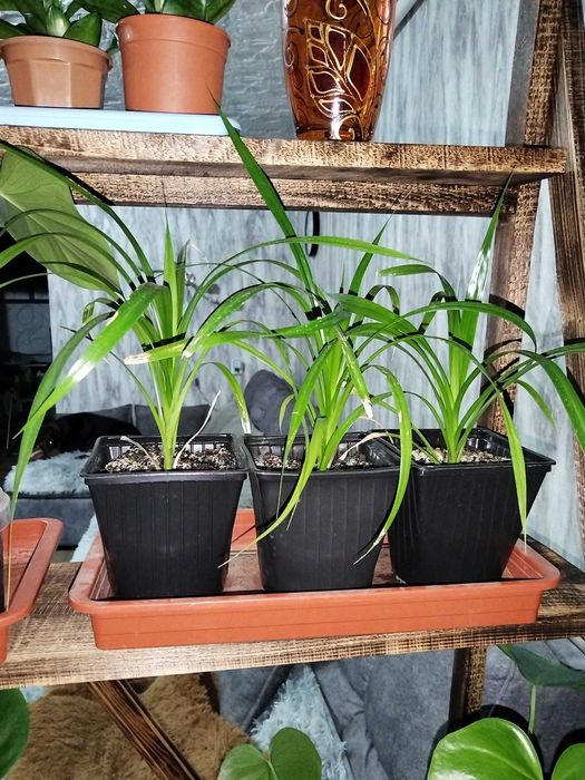 Комнатные растения