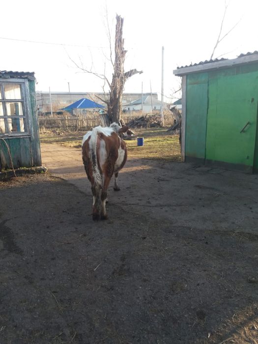 Продается корова