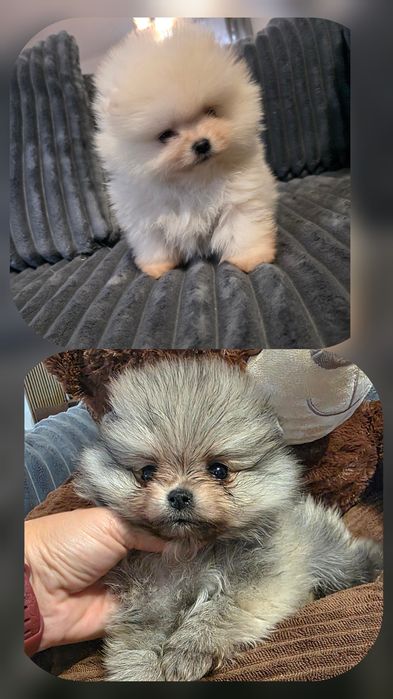 Мини померан момичета