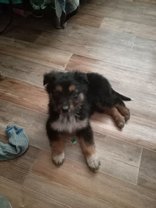 Щенок бесплатно .