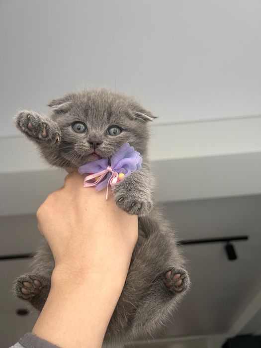 British shorthair, Scottish, felisa, pedigrei,transporI