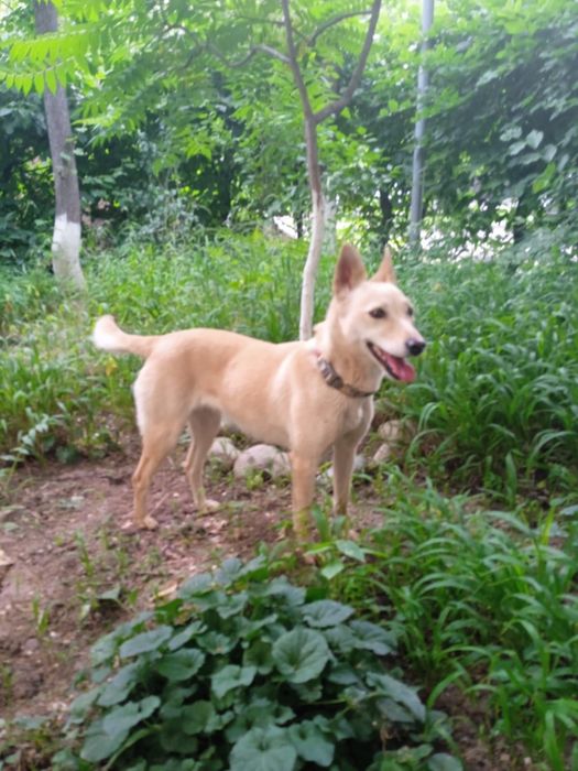 Собака бесплатно