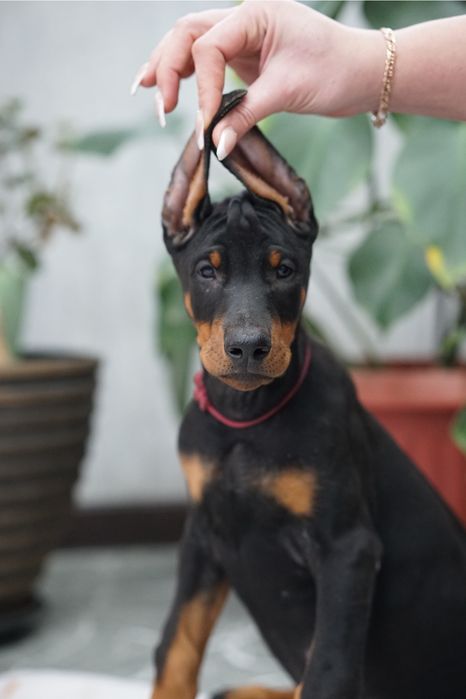 Продается щенок добермана