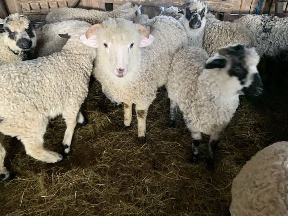 Oi țurcane de vânzare cu miei