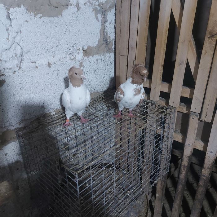 Сарыбас двух чуби  чубати пара