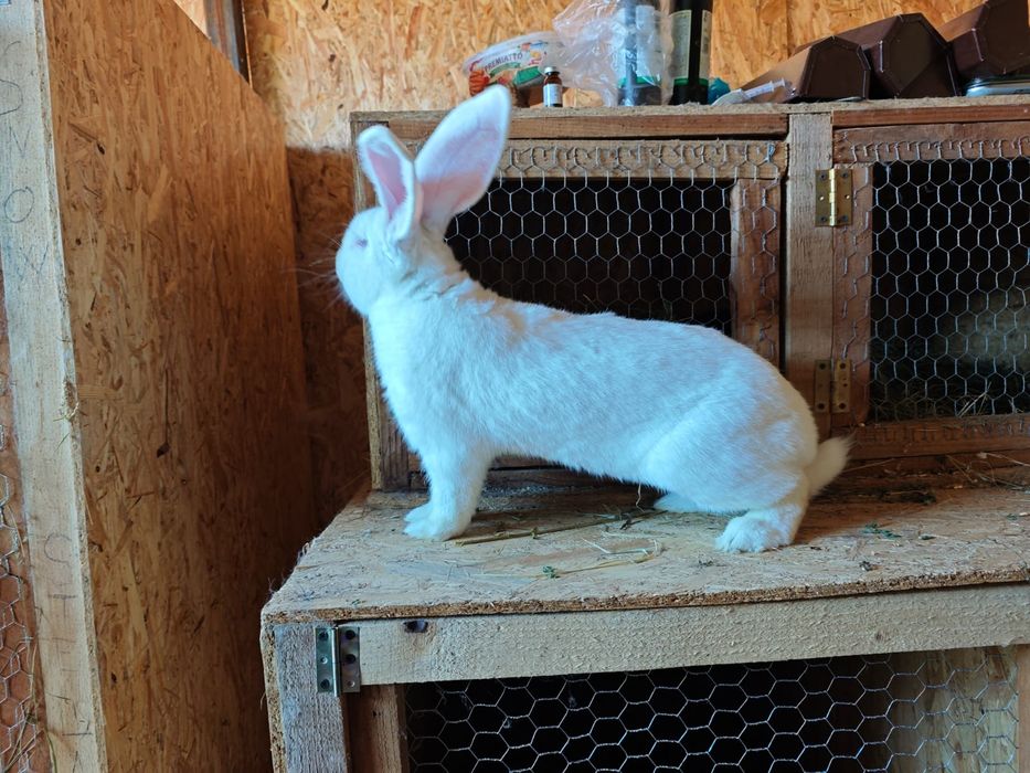 Iepuri Uriaș German