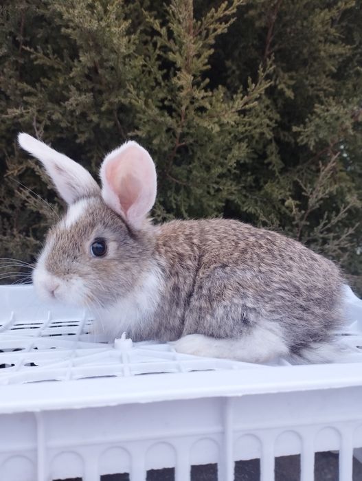 Продаются крольчата