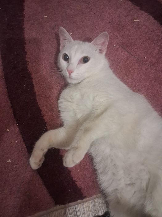 Кот мальчик в добрые руки