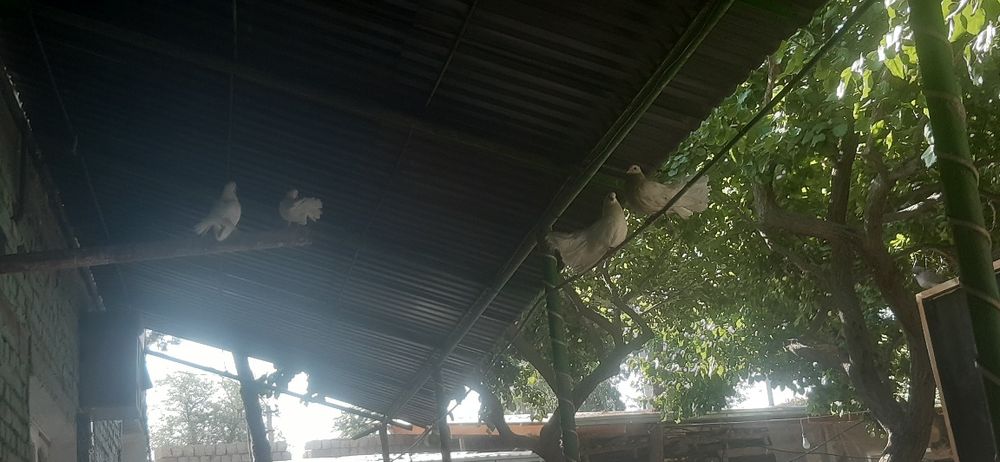 Kabutar oq 4ta zotdor