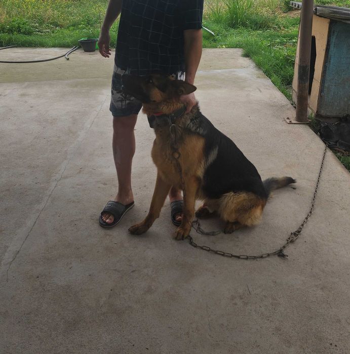 Вязка, Кобель, Немец овчарка, чепрачный окрас, Vyazka, kabelni ulash