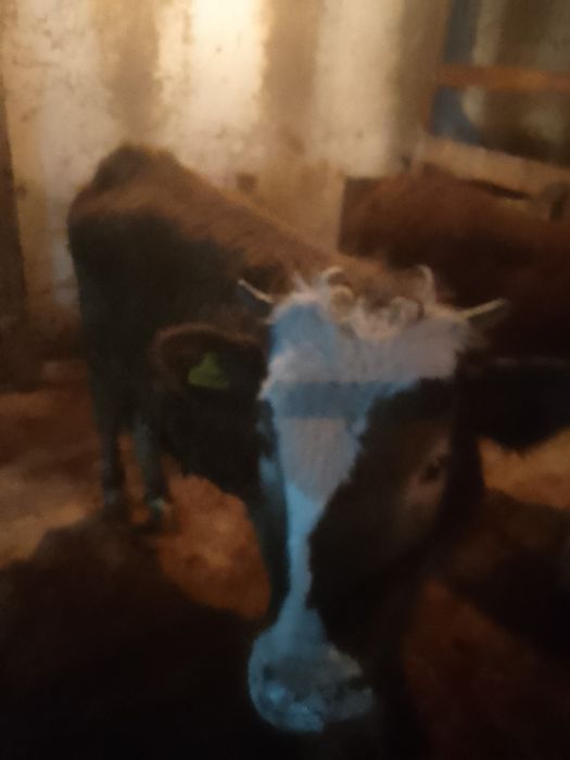 Продам телок 4штуки