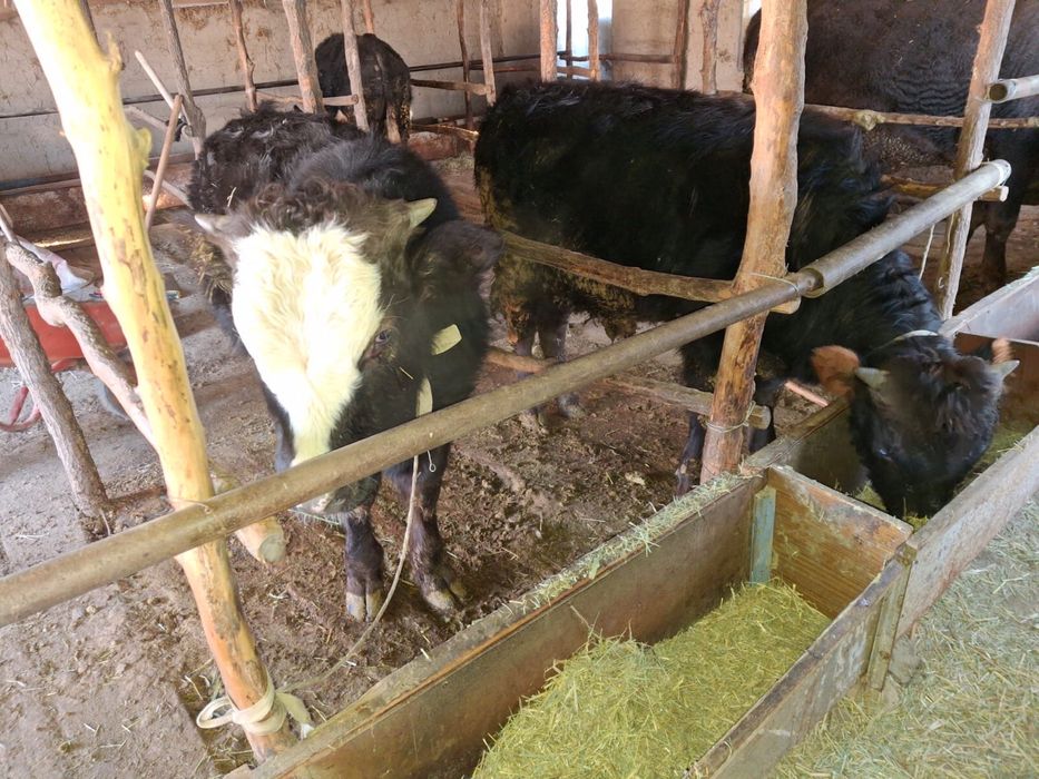 Продам бычков подсосов