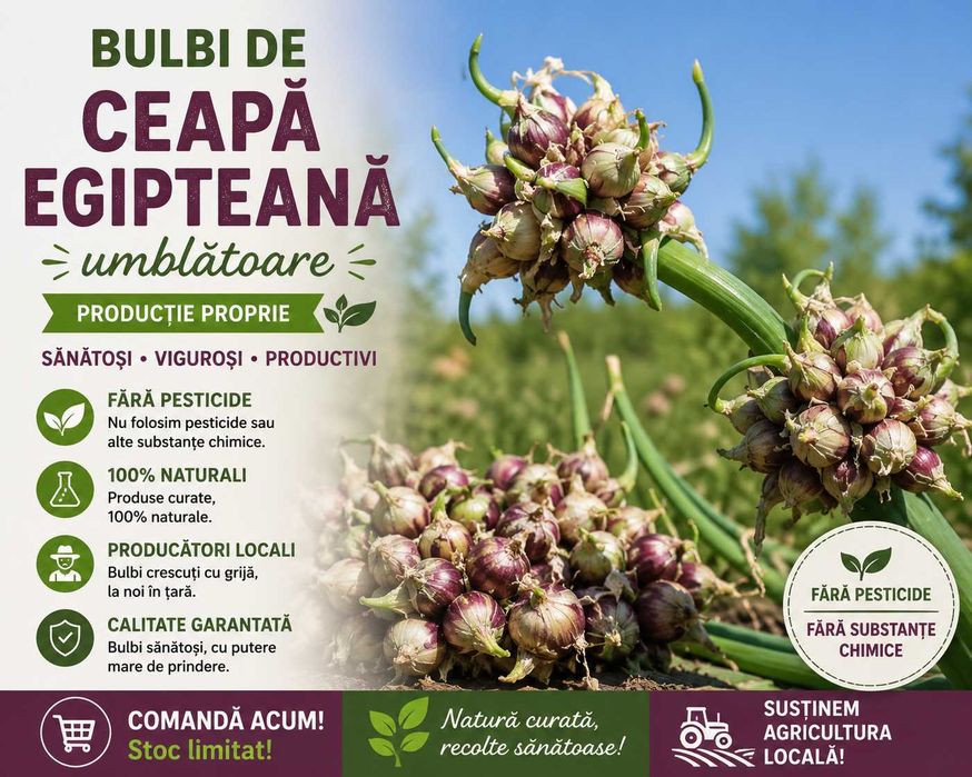 Ceapa Egipteana Umblatoare