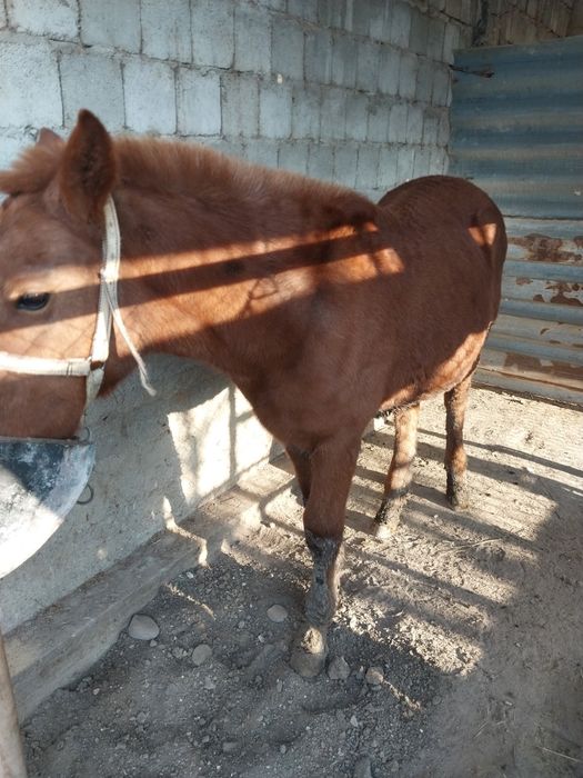 Жабағы сатылады.