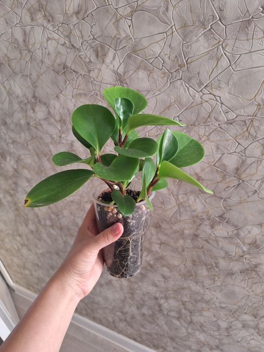 Шефлера, Пеперомия,Фикус,Аптения