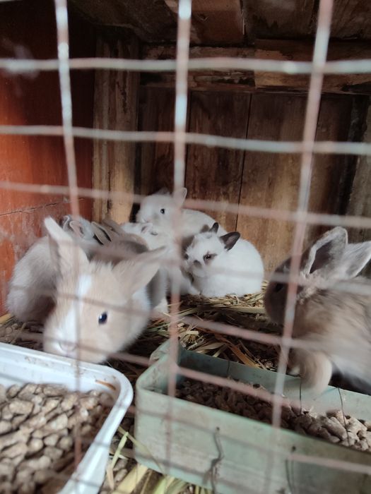 Кролики декларативныи