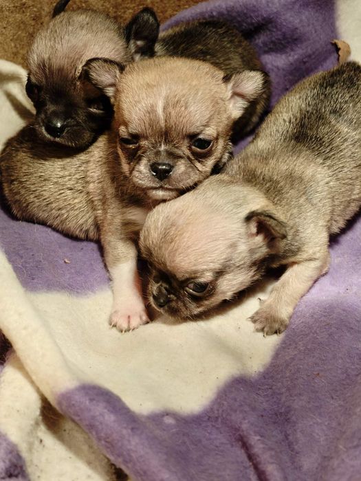 Чихуахуа супер мини