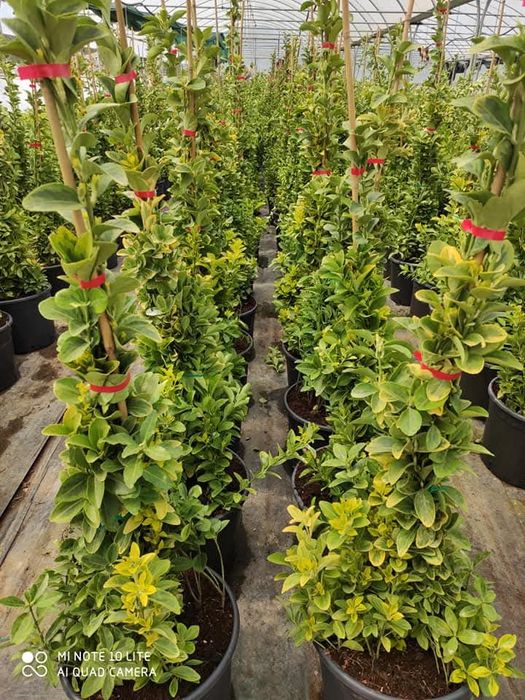 Ideal turdagi manzarali darahtlar