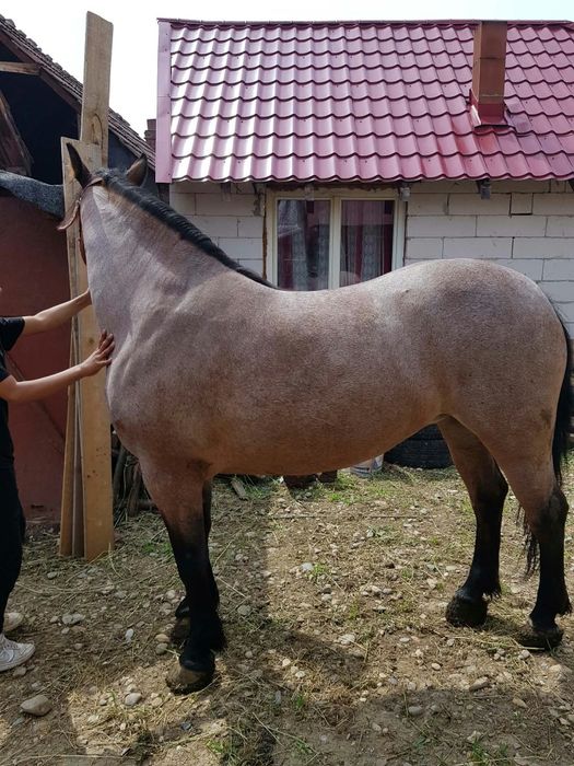 De vânzare iapă cu
