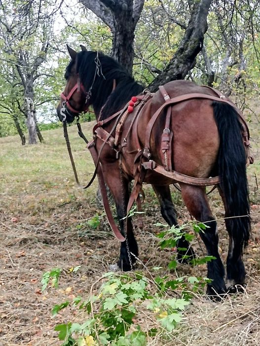 Cal de 4 ani de vânzare