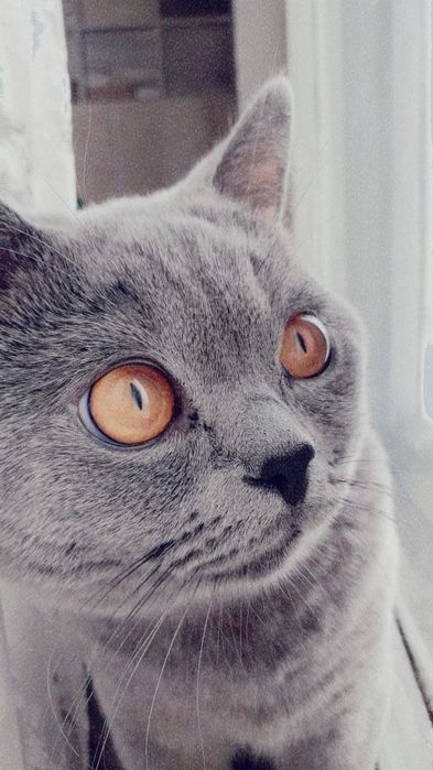 Кот. Британский кот