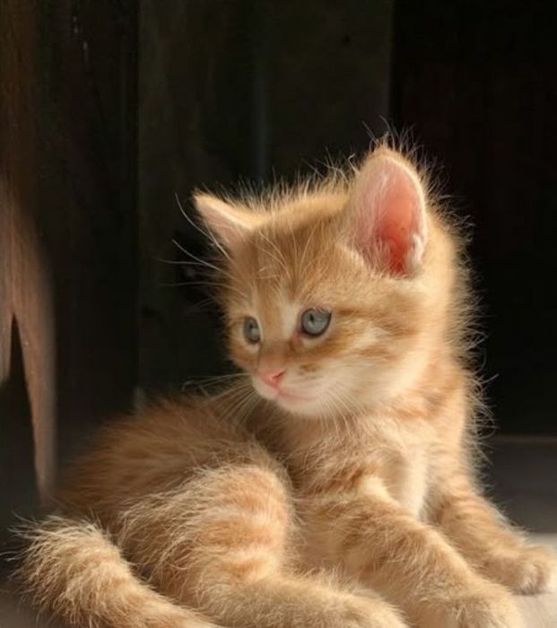 Отдам котенка в хорошие руки