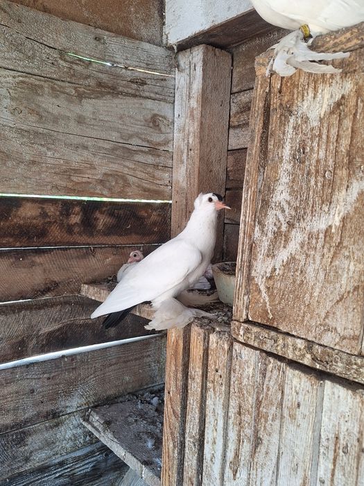 Rândunele de Saxonia 2025