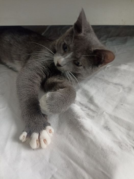 Котенок,мальчик ,2,5 мес в добрые рукии