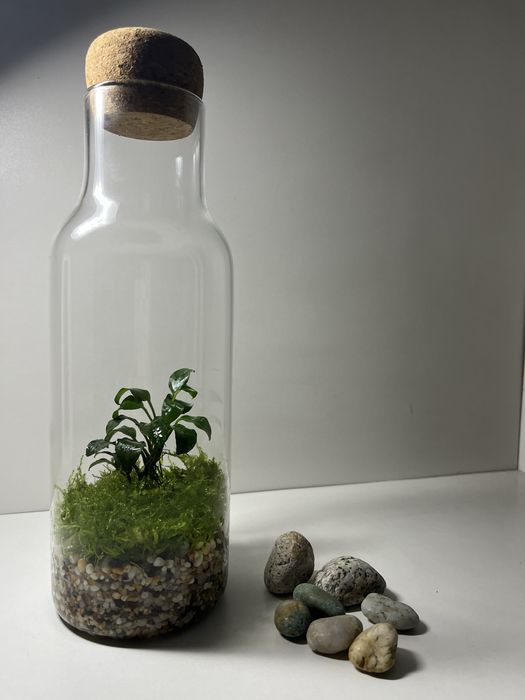 Флорариум (Анубиас)