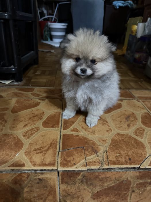 Продам щенков Шпица