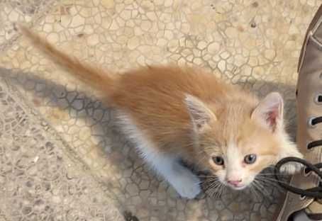 Котенок в добрые руки