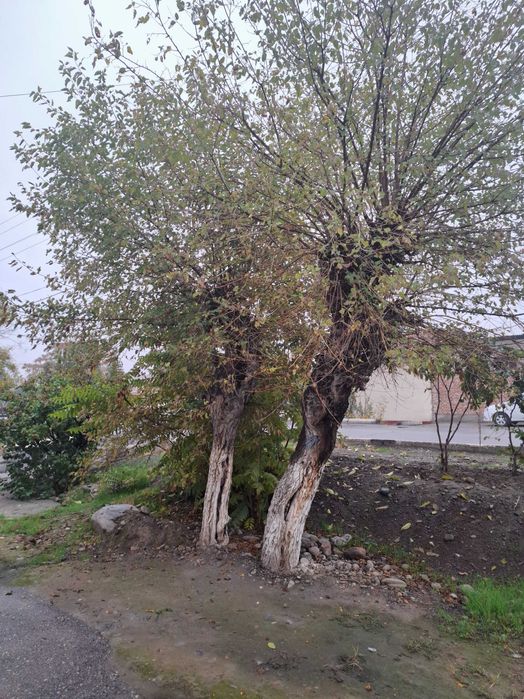 Утин у́чок учун арзон нархда пулиз узиз блан кетади