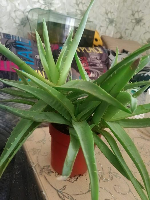 Продам цветы алоэ и сансевиерию